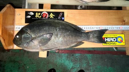 和歌山市江（吉丸渡船）でグレ釣り