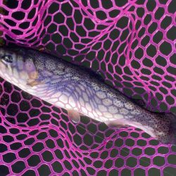 釣食浪漫 ～パターンを見極めろ！～