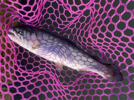 釣食浪漫 ～パターンを見極めろ！～