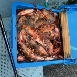 今年も関門アラカブ狙って行って来ました