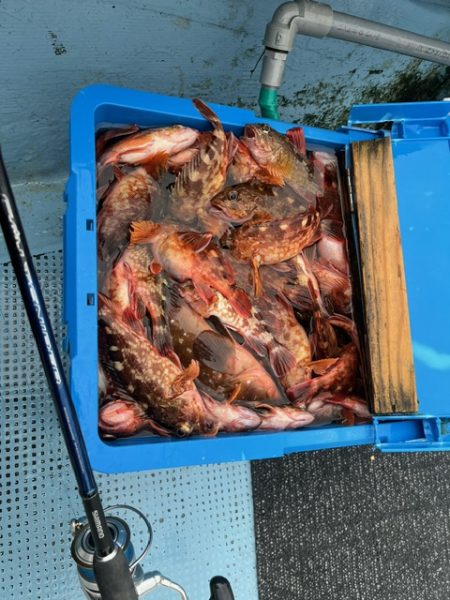 今年も関門アラカブ狙って行って来ました