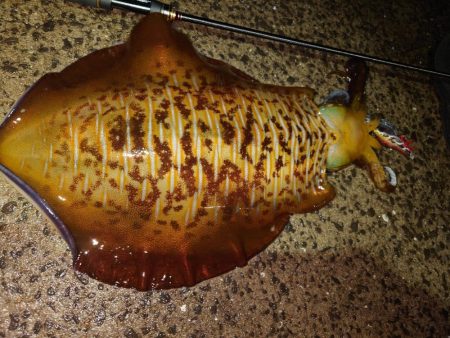 モンスター降臨IN対馬