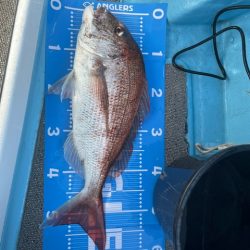 鹿児島のノッコミ真鯛を釣ってきました