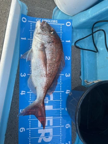 鹿児島のノッコミ真鯛を釣ってきました