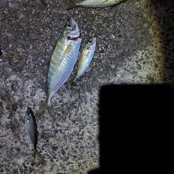 アジング　久しぶりの尺アジ