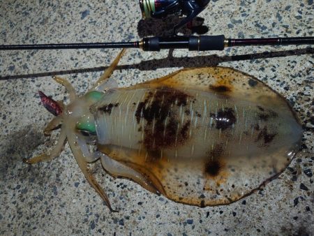 ナイトエギングIN対馬