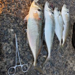 完全に遅刻からの今季最大のアジ