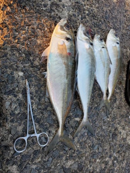 完全に遅刻からの今季最大のアジ