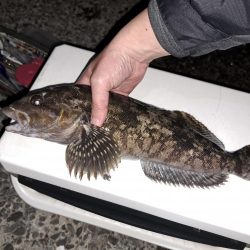 どでかいアイナメ