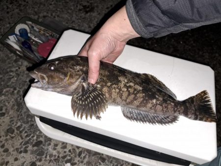 どでかいアイナメ