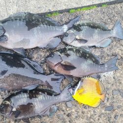 和歌山市江（吉丸渡船）でグレ釣り