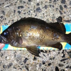 明石メバリング