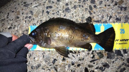 明石メバリング