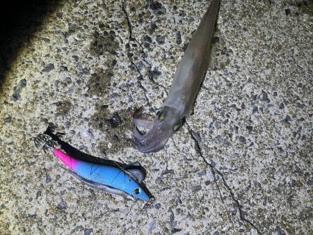 邪道エギでエギング