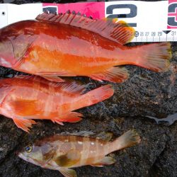 雨で厳しい釣りでした…