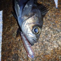 メバルプラッギング