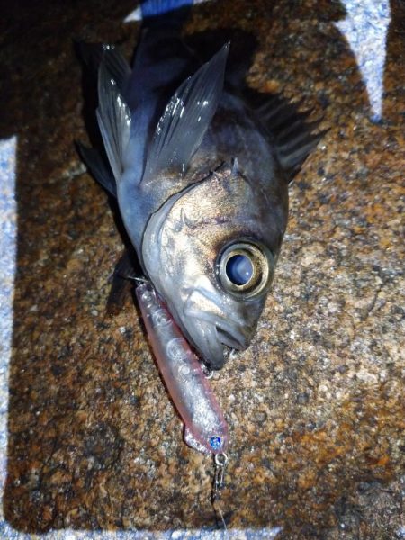 メバルプラッギング