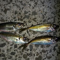 毎年2月の釣果が出せていなかったので