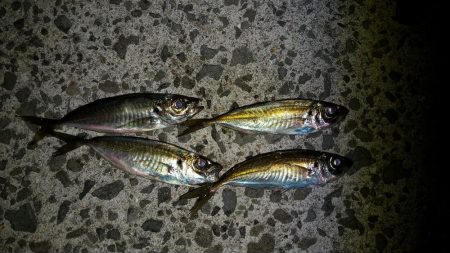 毎年２月の釣果が出せていなかったので