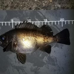 有田でポイントに入れなかったので!