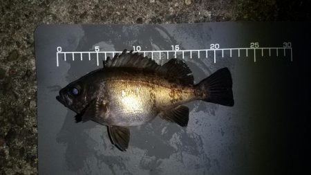 有田でポイントに入れなかったので!