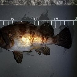 極寒の中岸和田方面アジング行って来ました。