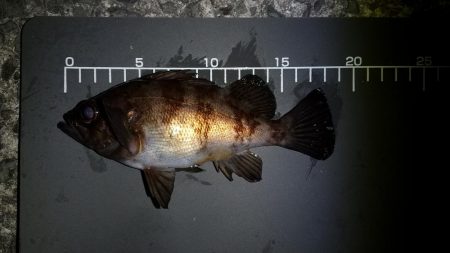 極寒の中岸和田方面アジング行って来ました。…