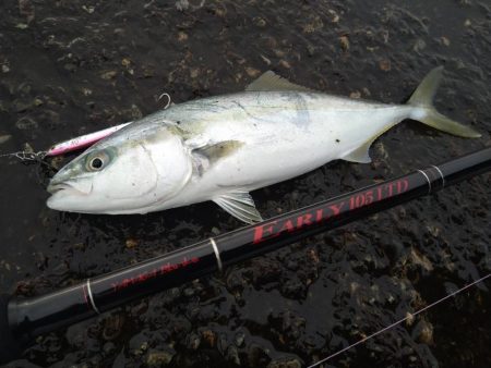 雨の合間の釣行