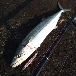 牙のある長いやつ