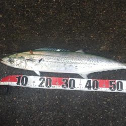 なんとかサゴシゲット