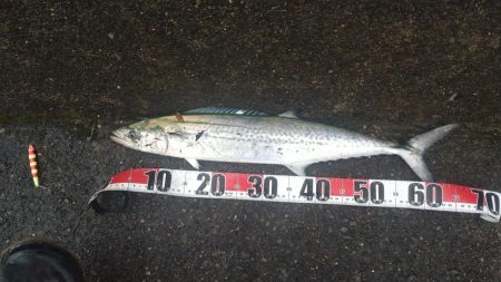 なんとかサゴシゲット