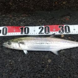 雨ときどきサゴシ