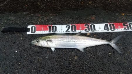 雨ときどきサゴシ