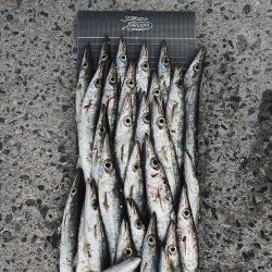 カマス爆沸き‼︎アジも入れ食い!