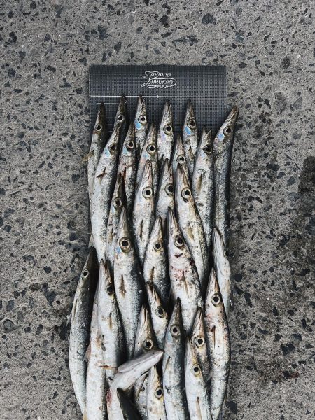 カマス爆沸き‼︎アジも入れ食い!