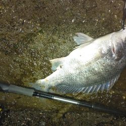 シーバス、キビレ