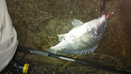 シーバス、キビレ