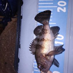 雨中メバリング