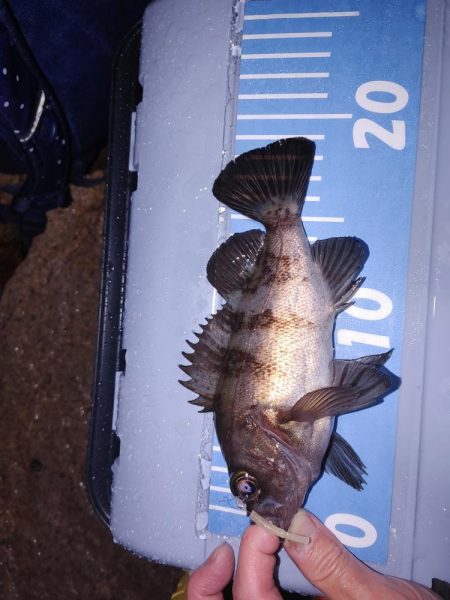 雨中メバリング