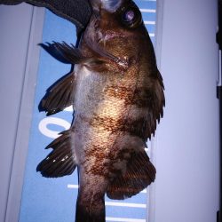 激渋メバリング