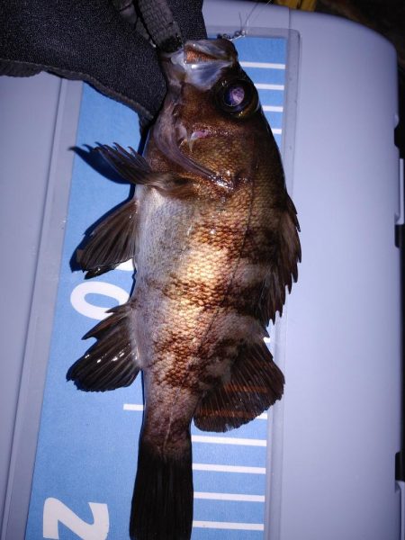 激渋メバリング