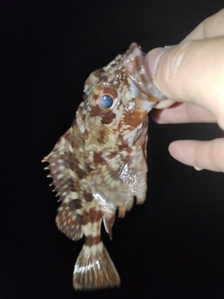 フィッシングショー帰りに