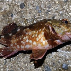 ロックフィッシュ