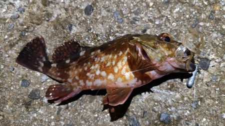 ロックフィッシュ