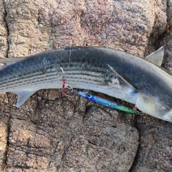 ショアジギング