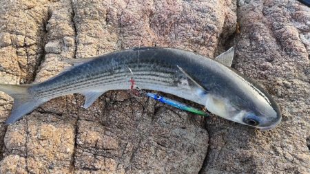 ショアジギング