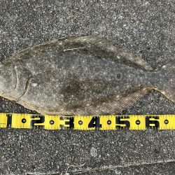 ２年振りの座布団ヒラメ