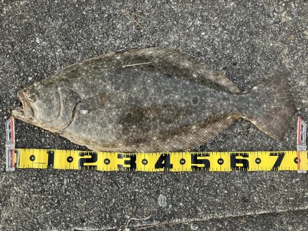 ２年振りの座布団ヒラメ