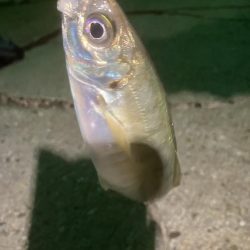 初ホタルイカ&ホタルイカパターン