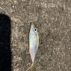 寒いがアジング